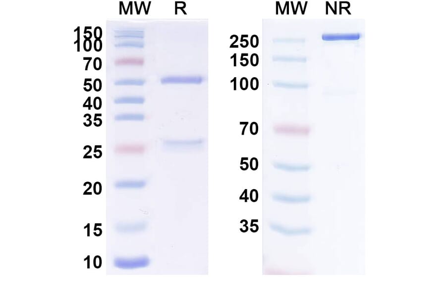 SDS-PAGE - Itolizumab Biosimilar - Anti-CD6 Antibody - BSA and Azide free (A338493) - Antibodies.com