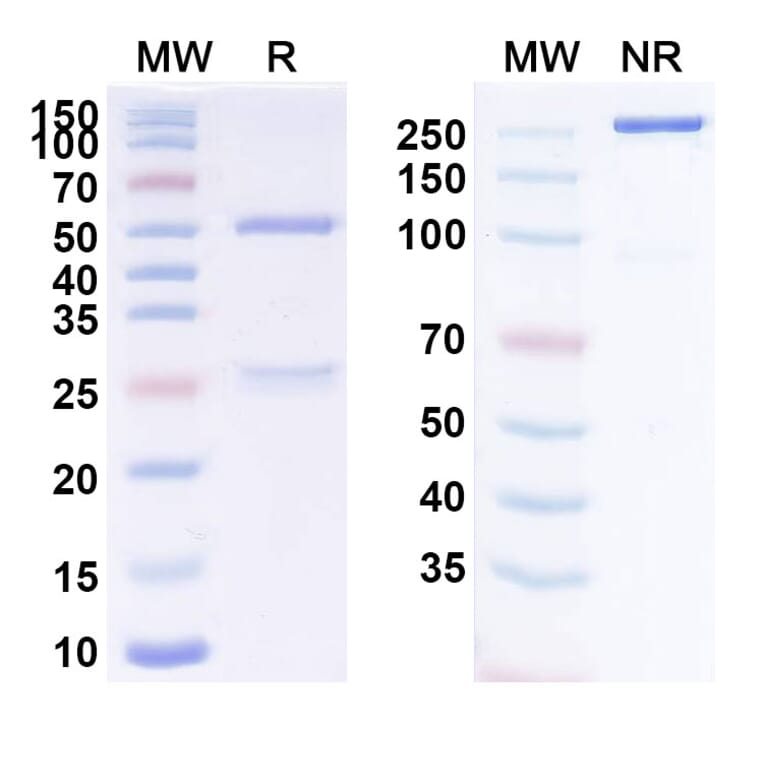 SDS-PAGE - Itolizumab Biosimilar - Anti-CD6 Antibody - BSA and Azide free (A338493) - Antibodies.com