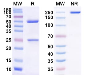 SDS-PAGE - Atibuclimab Biosimilar - Anti-CD14 Antibody - BSA and Azide free (A338495) - Antibodies.com