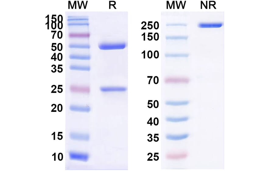 SDS-PAGE - Atibuclimab Biosimilar - Anti-CD14 Antibody - BSA and Azide free (A338495) - Antibodies.com