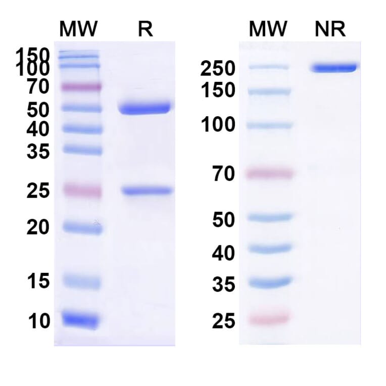 SDS-PAGE - Atibuclimab Biosimilar - Anti-CD14 Antibody - BSA and Azide free (A338495) - Antibodies.com