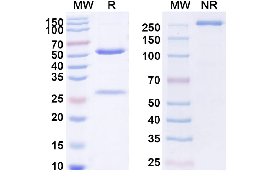 SDS-PAGE - Erlizumab Biosimilar - Anti-CD18 Antibody - BSA and Azide free (A338496) - Antibodies.com