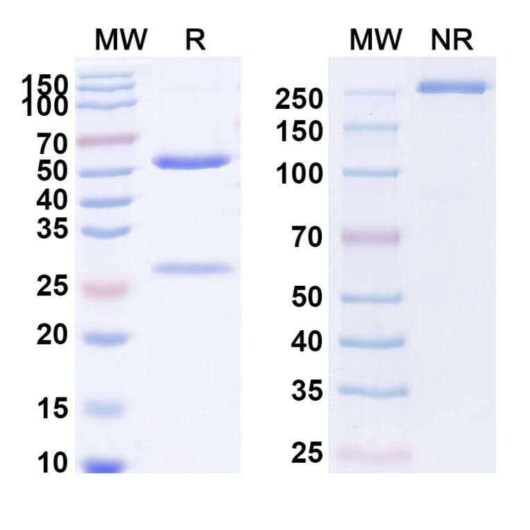 SDS-PAGE - Erlizumab Biosimilar - Anti-CD18 Antibody - BSA and Azide free (A338496) - Antibodies.com