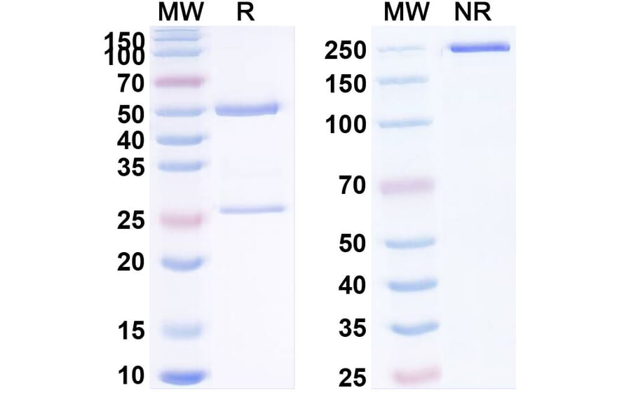SDS-PAGE - Denintuzumab Biosimilar - Anti-CD19 Antibody - BSA and Azide free (A338499) - Antibodies.com