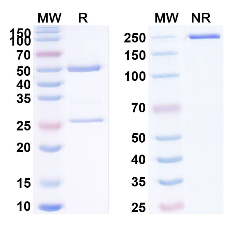 SDS-PAGE - Denintuzumab Biosimilar - Anti-CD19 Antibody - BSA and Azide free (A338499) - Antibodies.com