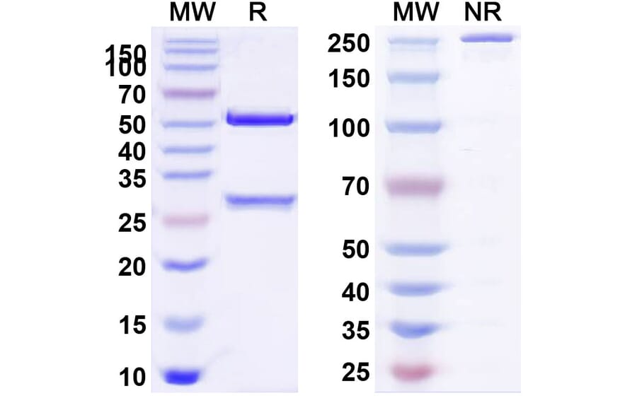 SDS-PAGE - Veltuzumab Biosimilar - Anti-CD20 Antibody - BSA and Azide free (A338505) - Antibodies.com