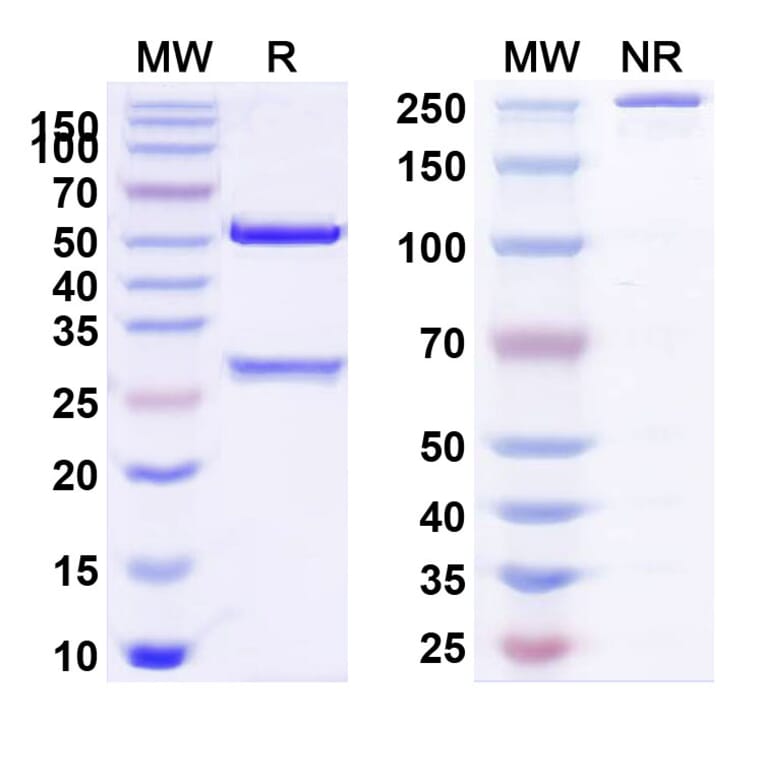 SDS-PAGE - Veltuzumab Biosimilar - Anti-CD20 Antibody - BSA and Azide free (A338505) - Antibodies.com