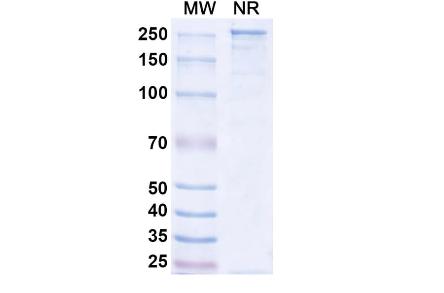 SDS-PAGE - Mosunetuzumab Biosimilar - Anti-CD20 + CD3 epsilon Antibody - BSA and Azide free (A338510) - Antibodies.com