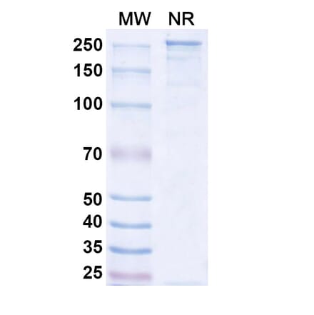SDS-PAGE - Mosunetuzumab Biosimilar - Anti-CD20 + CD3 epsilon Antibody - BSA and Azide free (A338510) - Antibodies.com