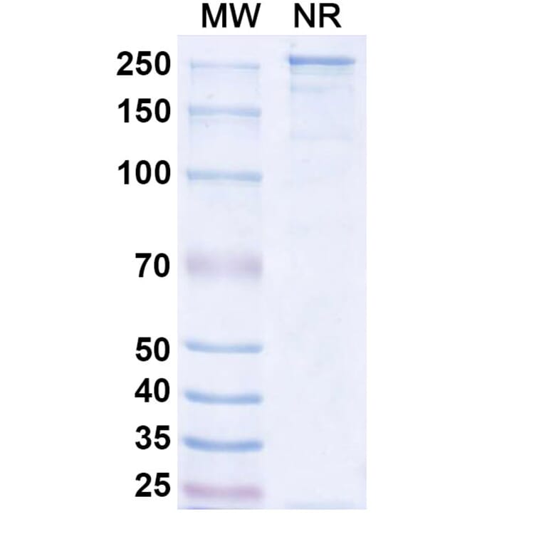 SDS-PAGE - Mosunetuzumab Biosimilar - Anti-CD20 + CD3 epsilon Antibody - BSA and Azide free (A338510) - Antibodies.com