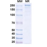 SDS-PAGE - Mosunetuzumab Biosimilar - Anti-CD20 + CD3 epsilon Antibody - BSA and Azide free (A338510) - Antibodies.com