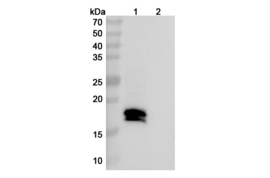 SDS-PAGE - Mosunetuzumab Biosimilar - Anti-CD20 + CD3 epsilon Antibody - BSA and Azide free (A338510) - Antibodies.com