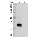 SDS-PAGE - Mosunetuzumab Biosimilar - Anti-CD20 + CD3 epsilon Antibody - BSA and Azide free (A338510) - Antibodies.com