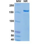 SDS-PAGE - Epratuzumab Biosimilar - Anti-CD22 Antibody - BSA and Azide free (A338512) - Antibodies.com