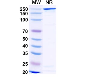 SDS-PAGE - Gomiliximab Biosimilar - Anti-CD23 Antibody - BSA and Azide free (A338517) - Antibodies.com