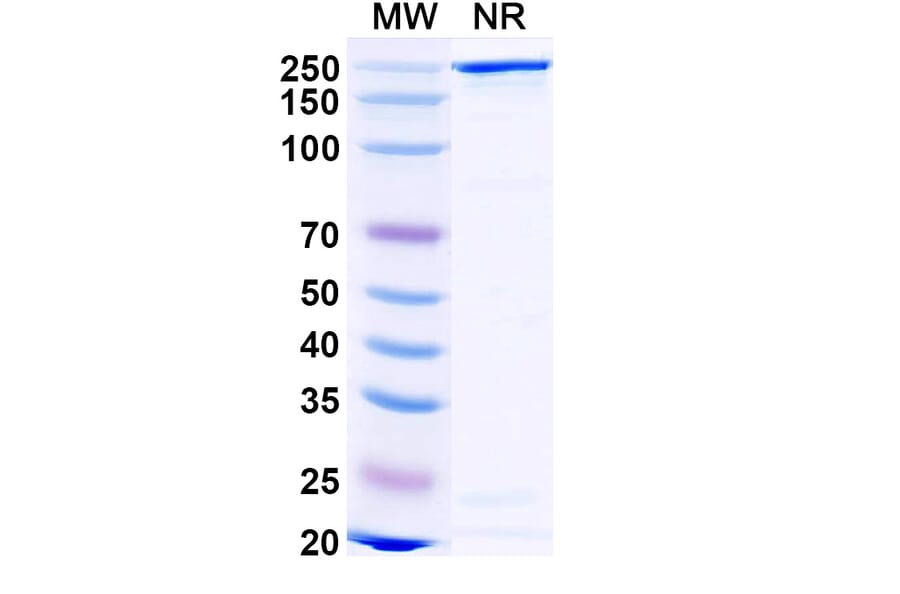 SDS-PAGE - Gomiliximab Biosimilar - Anti-CD23 Antibody - BSA and Azide free (A338517) - Antibodies.com