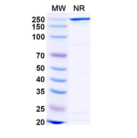 SDS-PAGE - Gomiliximab Biosimilar - Anti-CD23 Antibody - BSA and Azide free (A338517) - Antibodies.com
