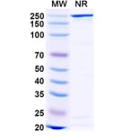 SDS-PAGE - Gomiliximab Biosimilar - Anti-CD23 Antibody - BSA and Azide free (A338517) - Antibodies.com