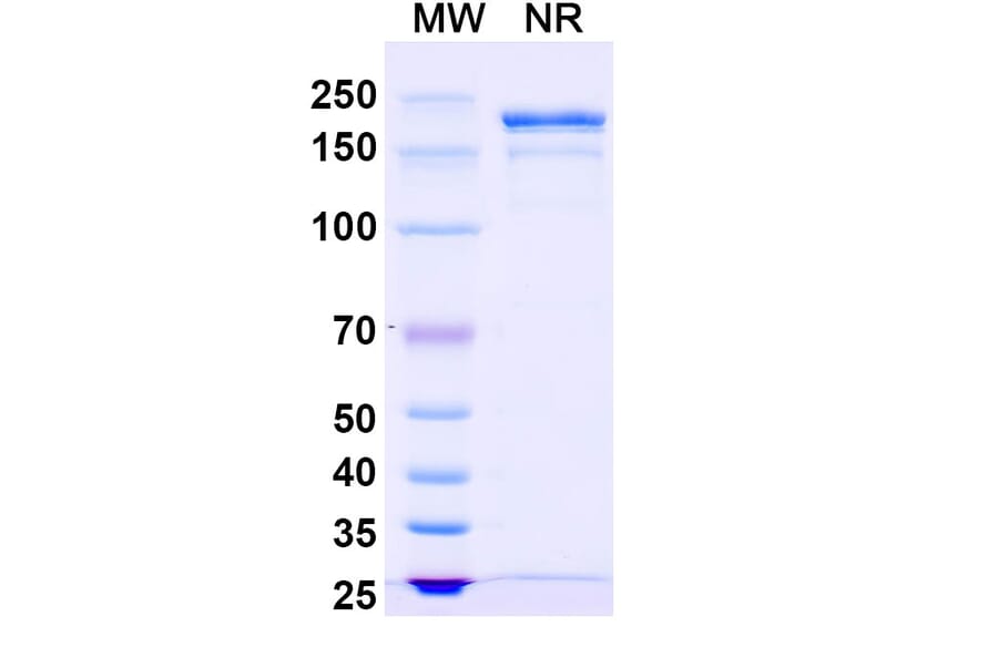 SDS-PAGE - Gomiliximab Biosimilar - Anti-CD23 Antibody - BSA and Azide free (A338517) - Antibodies.com