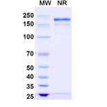 SDS-PAGE - Gomiliximab Biosimilar - Anti-CD23 Antibody - BSA and Azide free (A338517) - Antibodies.com