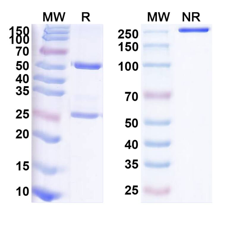 SDS-PAGE - Varlilumab Biosimilar - Anti-CD27 Antibody - BSA and Azide free (A338520) - Antibodies.com