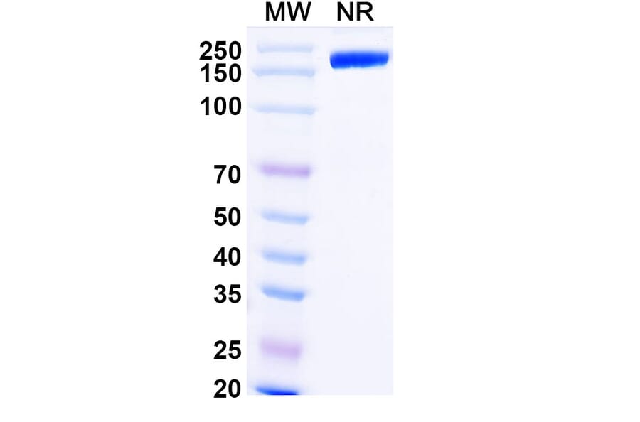SDS-PAGE - Iratumumab Biosimilar - Anti-CD30 Antibody - BSA and Azide free (A338522) - Antibodies.com