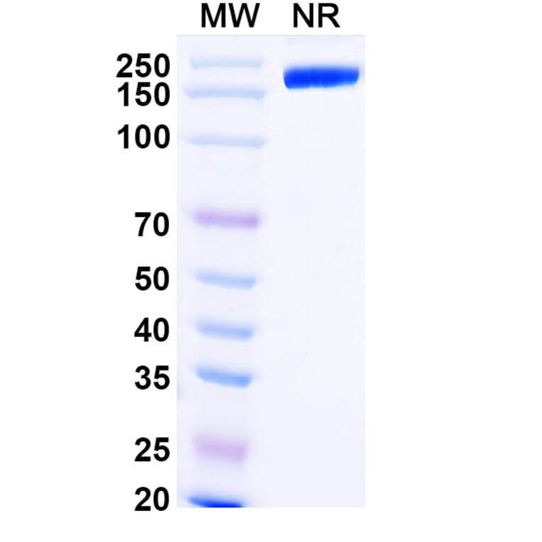 SDS-PAGE - Iratumumab Biosimilar - Anti-CD30 Antibody - BSA and Azide free (A338522) - Antibodies.com