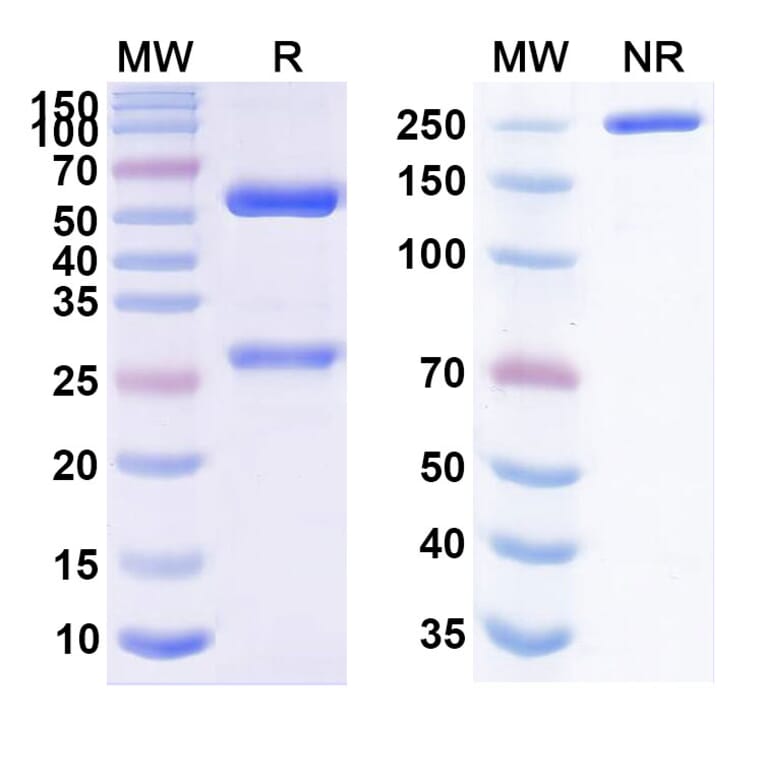 SDS-PAGE - Lintuzumab Biosimilar - Anti-CD33 Antibody - BSA and Azide free (A338523) - Antibodies.com