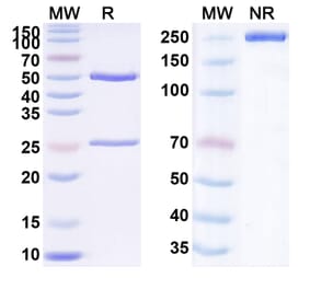 SDS-PAGE - Vadastuximab Biosimilar - Anti-CD33 Antibody - BSA and Azide free (A338524) - Antibodies.com