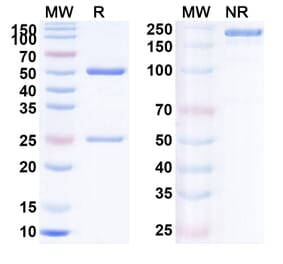 SDS-PAGE - Lilotomab Biosimilar - Anti-CD37 Antibody - BSA and Azide free (A338525) - Antibodies.com