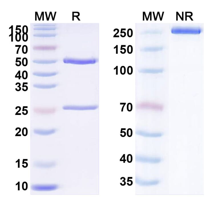 SDS-PAGE - Naratuximab Biosimilar - Anti-CD37 Antibody - BSA and Azide free (A338526) - Antibodies.com