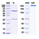 SDS-PAGE - Naratuximab Biosimilar - Anti-CD37 Antibody - BSA and Azide free (A338526) - Antibodies.com