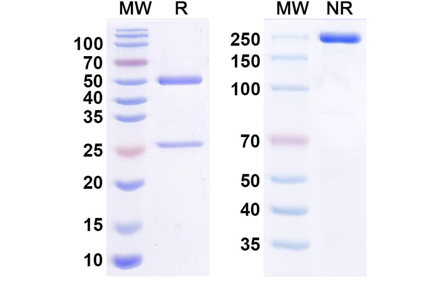 SDS-PAGE - Mezagitamab Biosimilar - Anti-CD38 Antibody - BSA and Azide free (A338528) - Antibodies.com