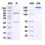 SDS-PAGE - Mezagitamab Biosimilar - Anti-CD38 Antibody - BSA and Azide free (A338528) - Antibodies.com