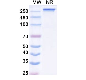 SDS-PAGE - Modakafusp alfa Biosimilar - Anti-CD38 Antibody - BSA and Azide free (A338530) - Antibodies.com