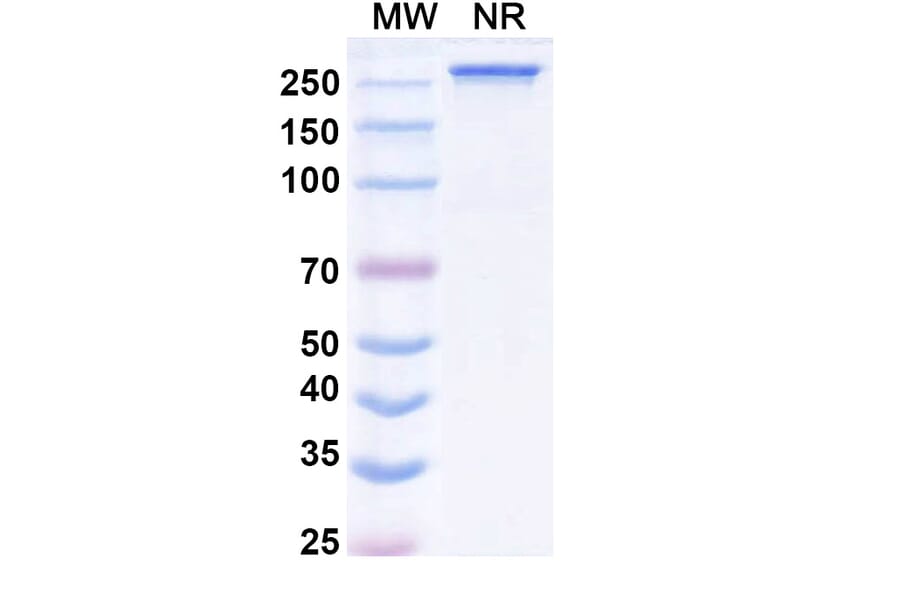 SDS-PAGE - Modakafusp alfa Biosimilar - Anti-CD38 Antibody - BSA and Azide free (A338530) - Antibodies.com