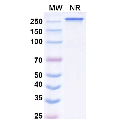 SDS-PAGE - Modakafusp alfa Biosimilar - Anti-CD38 Antibody - BSA and Azide free (A338530) - Antibodies.com