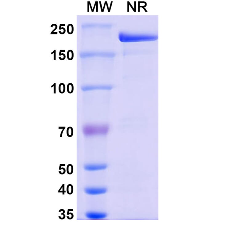 SDS-PAGE - Modakafusp alfa Biosimilar - Anti-CD38 Antibody - BSA and Azide free (A338530) - Antibodies.com