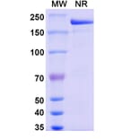 SDS-PAGE - Modakafusp alfa Biosimilar - Anti-CD38 Antibody - BSA and Azide free (A338530) - Antibodies.com