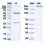 SDS-PAGE - Bleselumab Biosimilar - Anti-CD40 Antibody - BSA and Azide free (A338532) - Antibodies.com