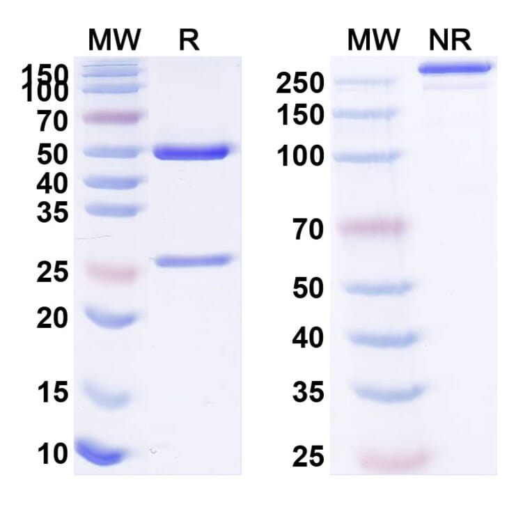 SDS-PAGE - Selicrelumab Biosimilar - Anti-CD40 Antibody - BSA and Azide free (A338533) - Antibodies.com