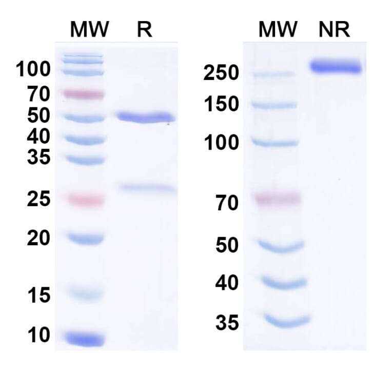 SDS-PAGE - Mitazalimab Biosimilar - Anti-CD40 Antibody - BSA and Azide free (A338536) - Antibodies.com
