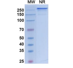 SDS-PAGE - Vanalimab Biosimilar - Anti-CD40 Antibody - BSA and Azide free (A338537) - Antibodies.com