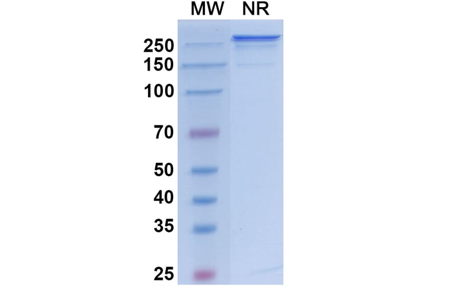 SDS-PAGE - Vanalimab Biosimilar - Anti-CD40 Antibody - BSA and Azide free (A338537) - Antibodies.com