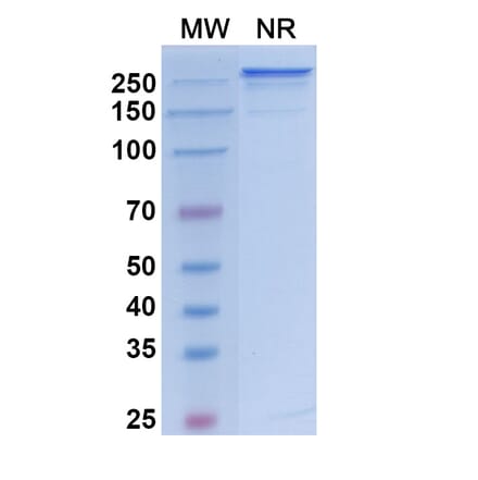 SDS-PAGE - Vanalimab Biosimilar - Anti-CD40 Antibody - BSA and Azide free (A338537) - Antibodies.com