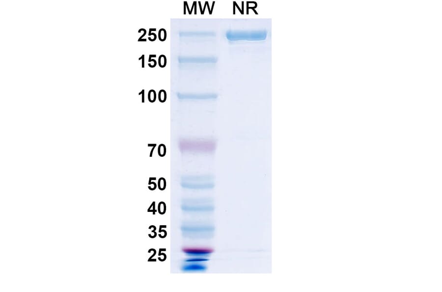 SDS-PAGE - Vanalimab Biosimilar - Anti-CD40 Antibody - BSA and Azide free (A338537) - Antibodies.com