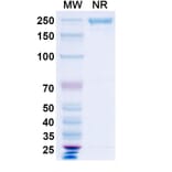 SDS-PAGE - Vanalimab Biosimilar - Anti-CD40 Antibody - BSA and Azide free (A338537) - Antibodies.com