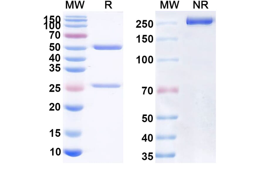 SDS-PAGE - Dacetuzumab Biosimilar - Anti-CD40 Antibody - BSA and Azide free (A338538) - Antibodies.com