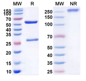 SDS-PAGE - Teneliximab Biosimilar - Anti-CD40 Antibody - BSA and Azide free (A338539) - Antibodies.com