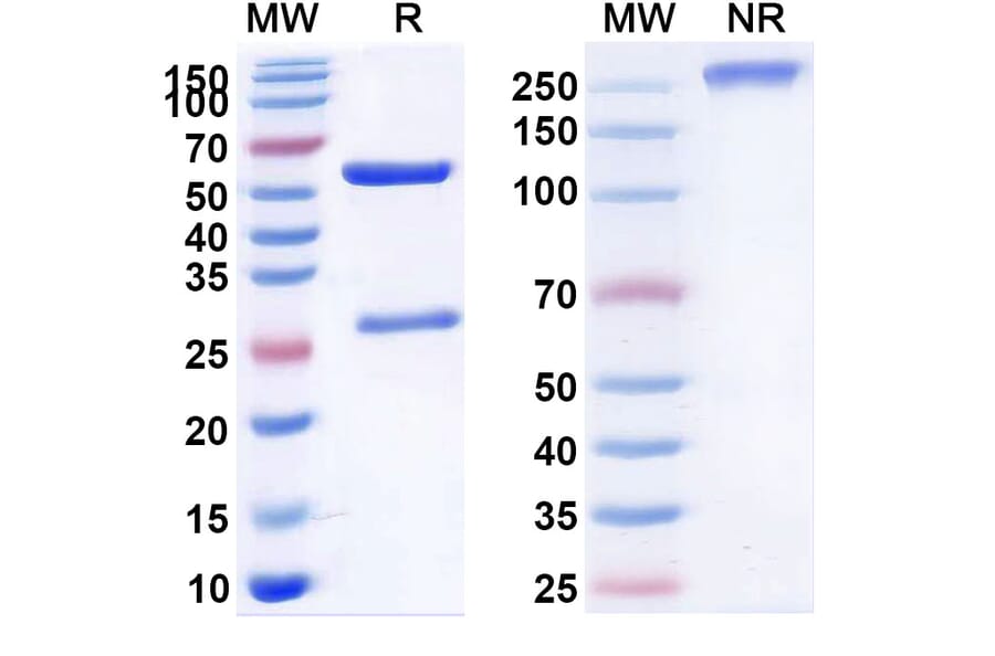 SDS-PAGE - Teneliximab Biosimilar - Anti-CD40 Antibody - BSA and Azide free (A338539) - Antibodies.com